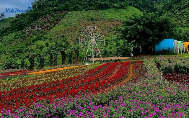 Kinh nghiệm du lịch Mộc Châu - Review từ A - Z